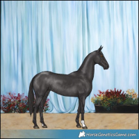 Horse Color:Smoky Black Rabicano 