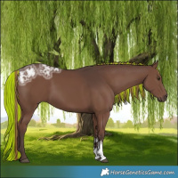 Horse Color:Painted Liver Chestnut Ice Sabino 