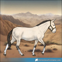 Horse Color:Buckskin Roan Dun Splash 