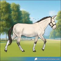 Horse Color:Buckskin Roan Dun Splash