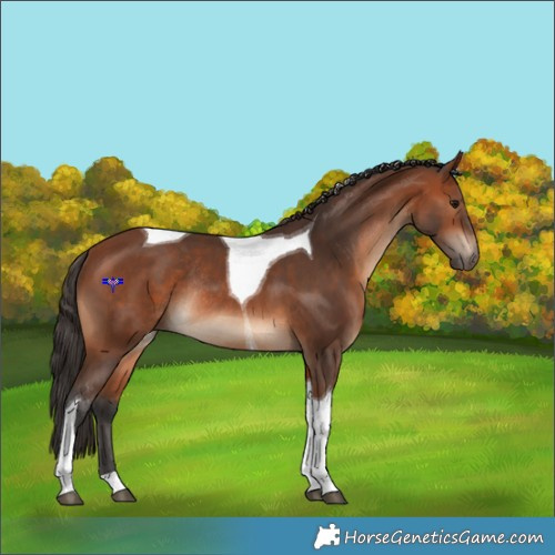 Horse Color:Bay Tobiano Rabicano 