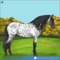 Horse Color:Blue Roan Near Leopard 