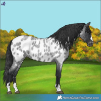 Horse Color:Blue Roan Near Leopard 