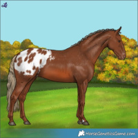 Horse Color:Chestnut Appaloosa 