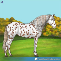 Horse Color:Chestnut Appaloosa 