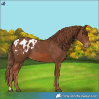 Horse Color:Chestnut Appaloosa
