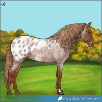 Horse Color:Red Roan Appaloosa 