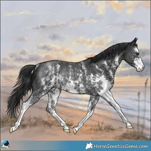 Horse Color:Black Ice Sabino Rabicano 