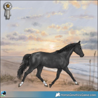 Horse Color:Black Rabicano 