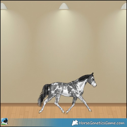 Horse Color:White Spotted Black Mushroom Sabino 