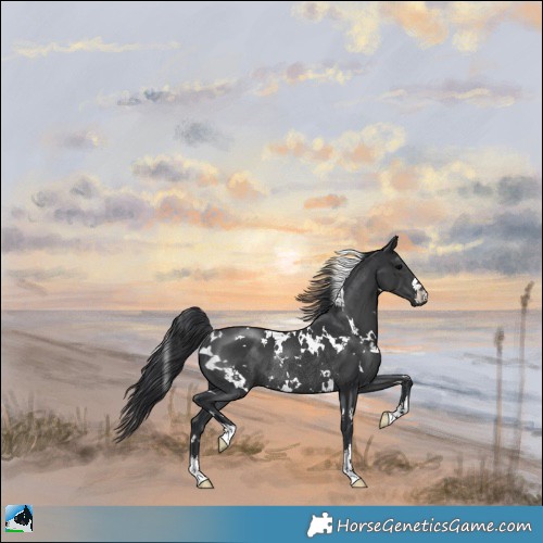 Horse Color:White Spotted Black Mushroom Rabicano 
