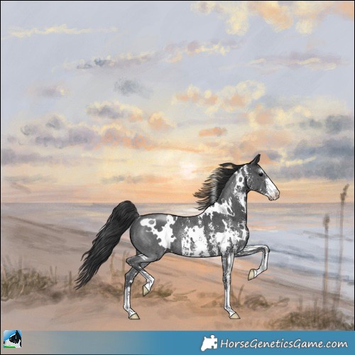 Horse Color:White Spotted Black Sabino Rabicano 