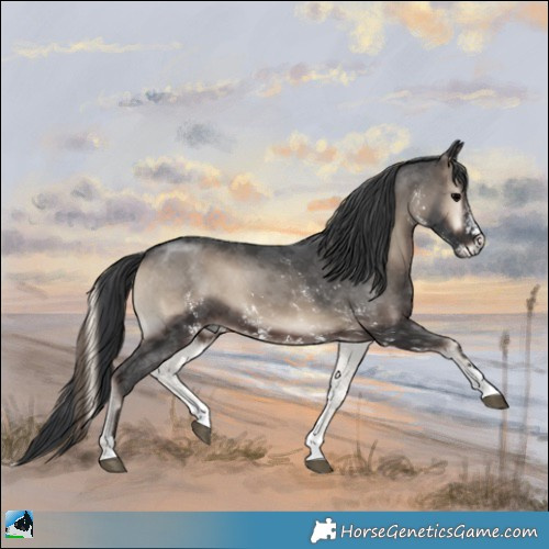 Horse Color:Blue Onyx Sabino 