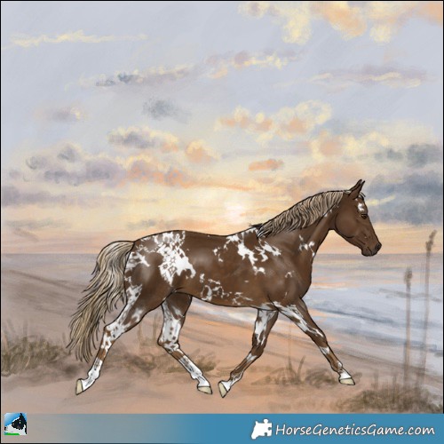 Horse Color:White Spotted Chocolate Palomino 