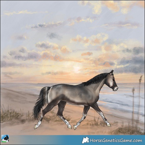 Horse Color:Blue Onyx Rabicano 
