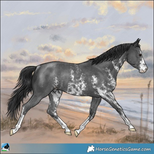 Horse Color:Black Sabino Rabicano 