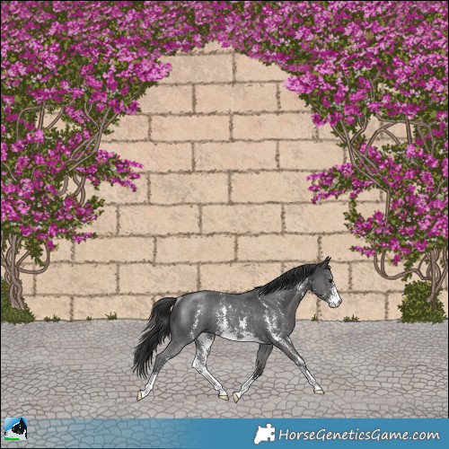 Horse Color:Black Sabino Rabicano 