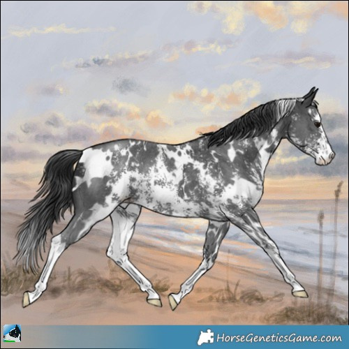 Horse Color:White Spotted Black Sabino 