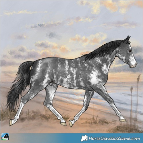 Horse Color:Black Sabino 