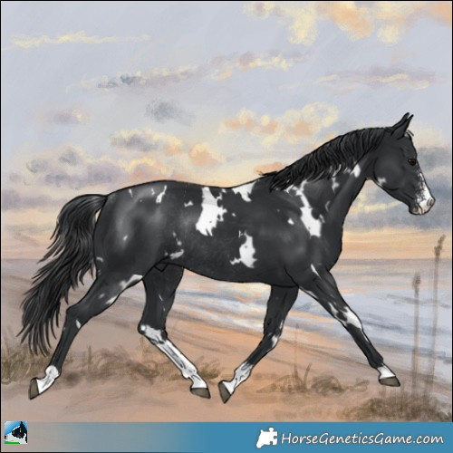 Horse Color:White Spotted Black Sabino Rabicano 