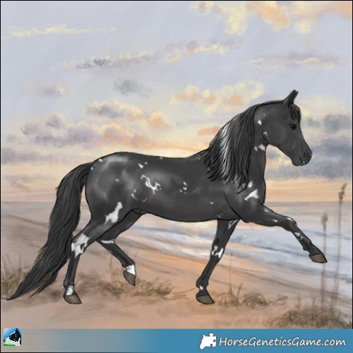 Horse Color:White Spotted Black 
