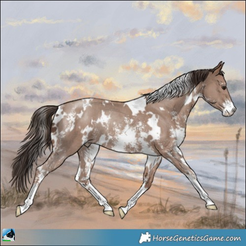 Horse Color:White Spotted Classic Champagne Sabino Rabicano 