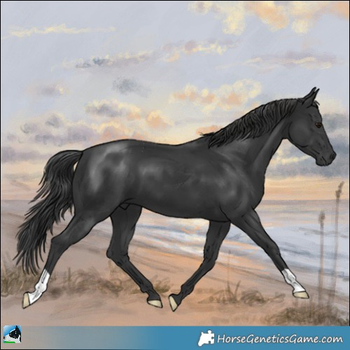 Horse Color:Black Mushroom 