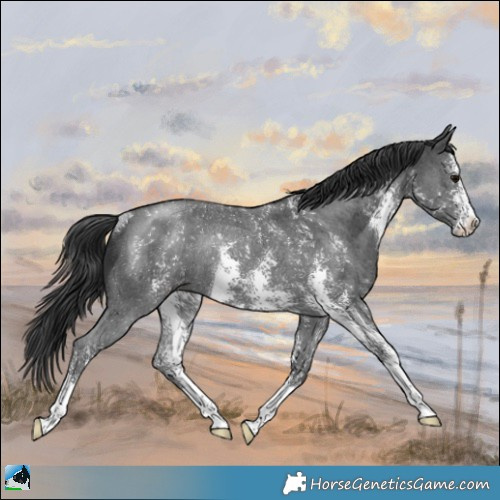 Horse Color:Black Mushroom Sabino Rabicano 