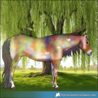 Horse Color:Nacre Bay Onyx Rabicano 