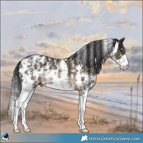 Horse Color:Buckskin Ice Sabino Rabicano 