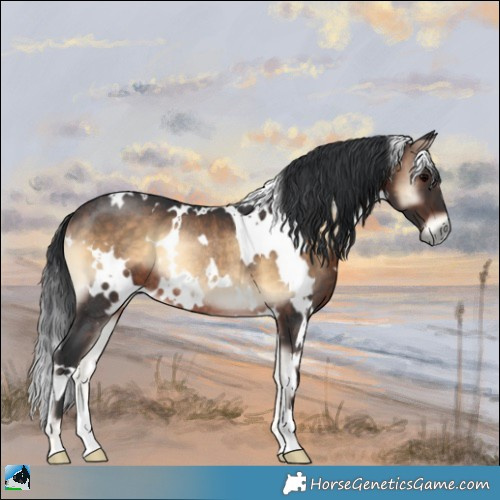 Horse Color:White Spotted Brown Onyx Rabicano 
