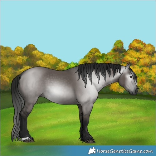Horse Color:Gray Grullo 