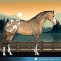 Horse Color:Buckskin Dun Blanket 