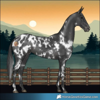 Horse Color:White Spotted Black Appaloosa 