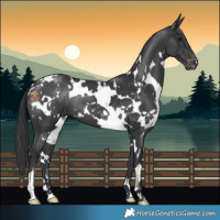 Horse Color:White Spotted Black Appaloosa 