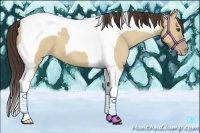 Horse Color:Classic Champagne Dun Tobiano 