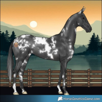 Horse Color:White Spotted Black 