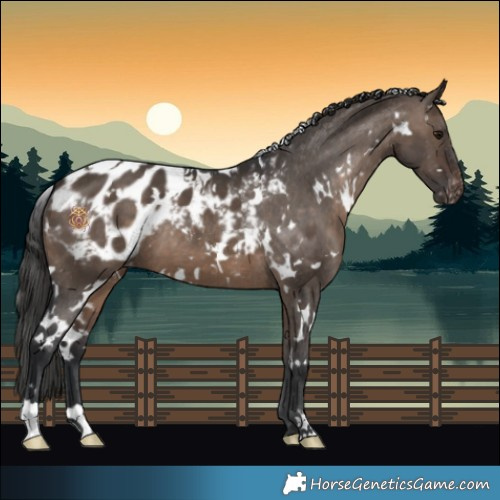 Horse Color:White Spotted Brown Dun Appaloosa 