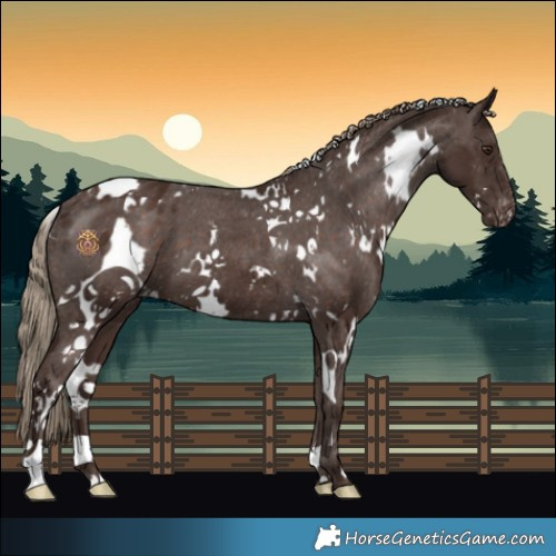 Horse Color:White Spotted Liver Chestnut Appaloosa 
