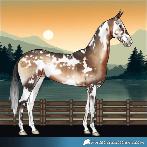 Horse Color:White Spotted Brown Onyx Splash 