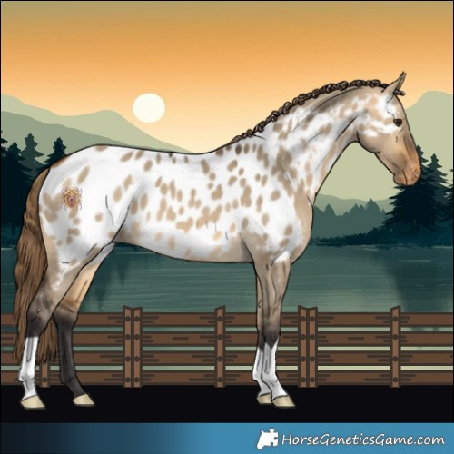 Horse Color:Buckskin Dun Appaloosa
