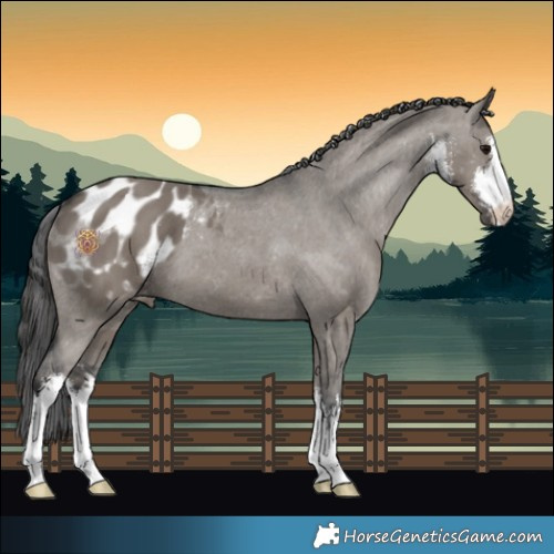 Horse Color:White Spotted Grullo Appaloosa 