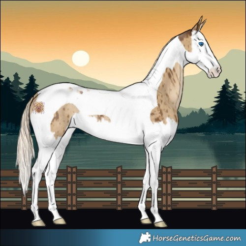 Horse Color:Chocolate Palomino Dun Splash Tobiano Rabicano Brindle 