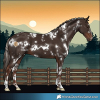 Horse Color:White Spotted Liver Chestnut 