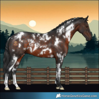 Horse Color:White Spotted Brown 