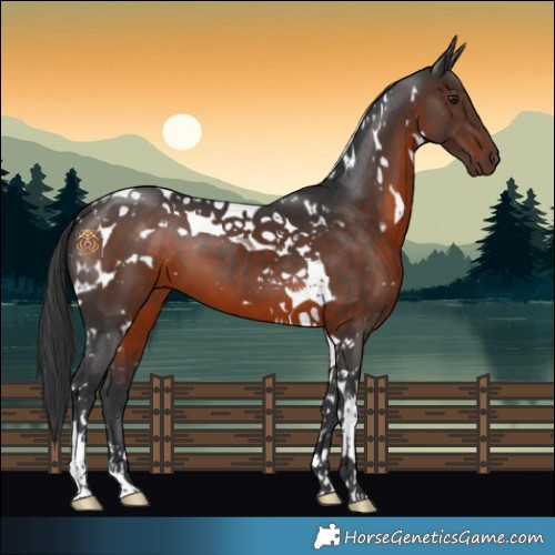 Horse Color:White Spotted Brown Tobiano 
