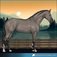 Horse Color:Grullo 