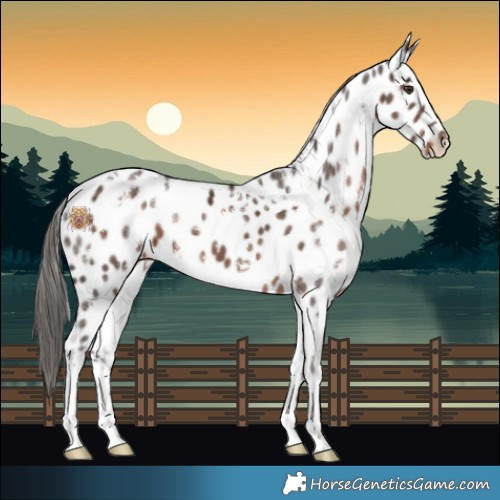 Horse Color:White Spotted Liver Chestnut Appaloosa 