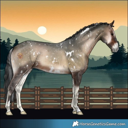 Horse Color:White Spotted Brown Onyx