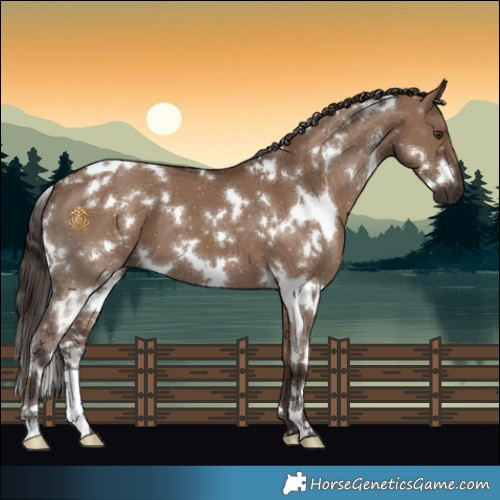 Horse Color:White Spotted Liver Red Dun 